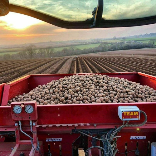A harvester full of potatoes on Colwith Farm Distillery's field