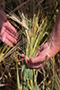 Leopold brothers picking wheat