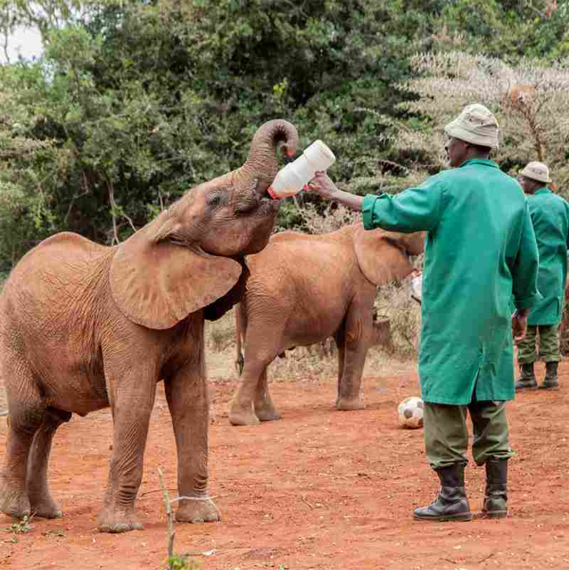 Elephant Drinking Milk