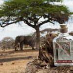 Elephant gin with elephant in background