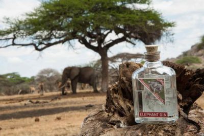 Elephant gin with elephant in background