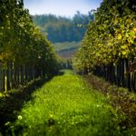 Sustainable Austrian Vineyeard Blog Post image of a vineyard in Austria