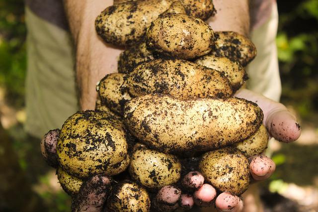  Muddy Potatoes being held for Colwith Farm Distillery blog